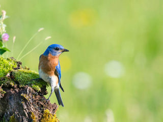 Eastern Bluebird, Sialia sialis, male bird perching in a wildflower field.