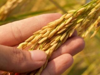 agroécologie